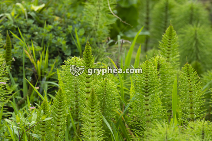 Grande prêle - jeunes axes chlorophylliens stériles (Equisetum telmateia) - gryphea.com
